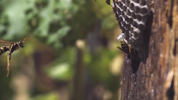 常见的黄蜂黄胡蜂寻常型飞往巢，慢动作 — 图库视频影像
