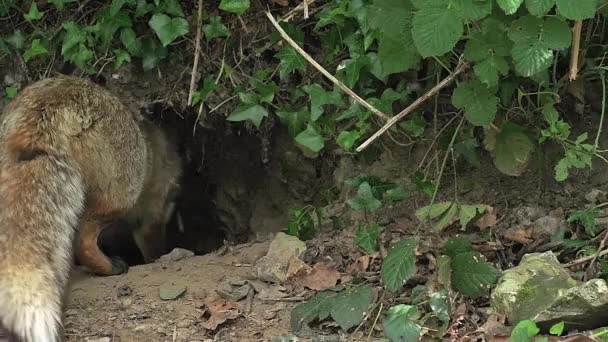 红狐狸洞穴入口附近 — 图库视频影像