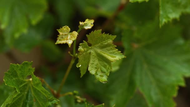 Lluvia cayendo de hojas — Vídeos de Stock