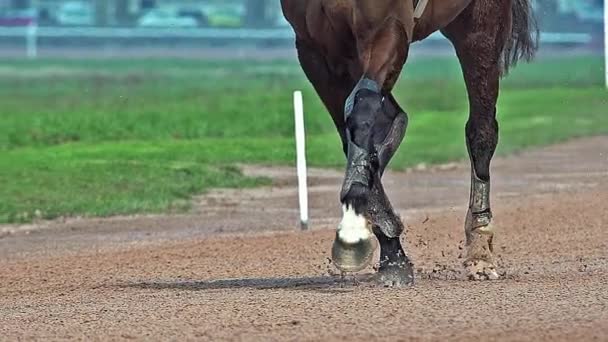 Carreras de caballos, caballos de carreras de Trotter franceses durante el hipódromo, Caen, Normandía, Francia — Vídeo de stock