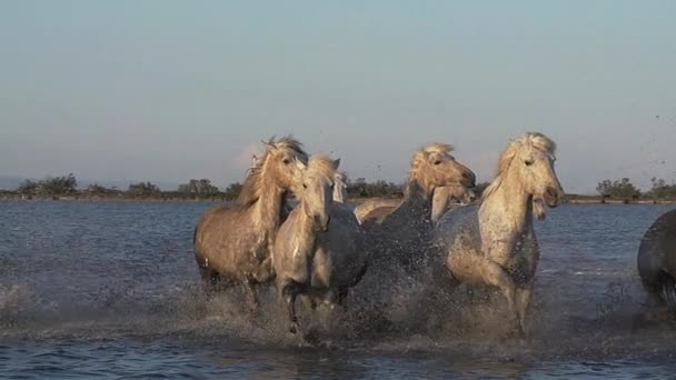 野生の実行しているカマルグ馬 — ストック動画