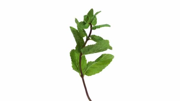 Mint, mentha sp. against White Background, Real Time 4K, Moving image — Stock Video