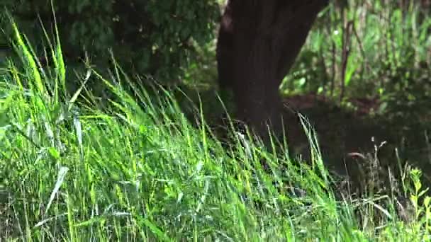 Hierba verde larga moviéndose en el viento — Vídeos de Stock