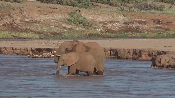 Група питної води африканські слони — стокове відео