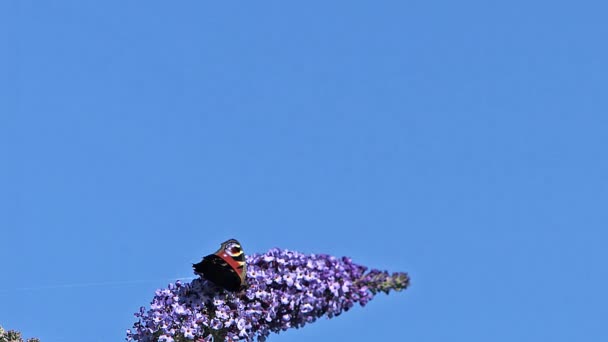 Peacock Butterfly som lyfter från Buddleja — Stockvideo