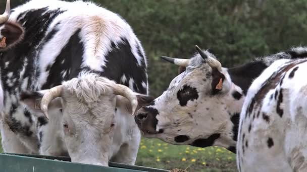 Gado da Normandia, Vacas comendo grama, Normandia, Tempo Real — Vídeo de Stock