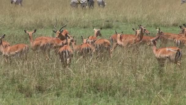 Impala, aepyceros melampus, Мужчина с самками, стоящими в Лонг-Грассе, Парк Накуру в Кении, в реальном времени — стоковое видео