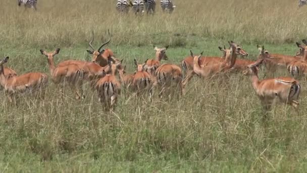 インパラ、その女性と男性 aepyceros メラムプース長い草、リアルタイム、ケニアのナクル公園に立っています。 — ストック動画