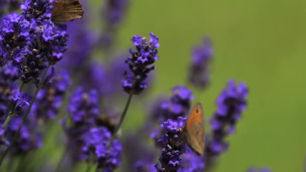 Gatekeeper Butterfly gathering Nectar — Stock Video