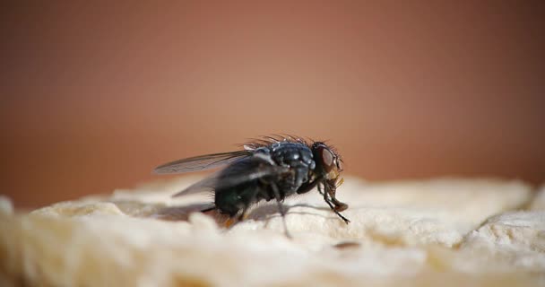 Flyga stående på bit av ost — Stockvideo