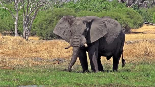 Περπάτημα αφρικανικός ελέφαντας — Αρχείο Βίντεο