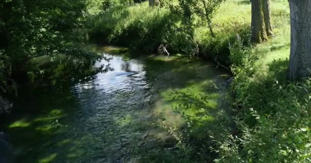 Річка з водних рослин — стокове відео