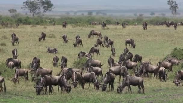 Blue Wildebeest, connochaetes felrinus, Herd walking through Savanna during Озил, Masai Mara Park in Kenya, Real Time — стоковое видео