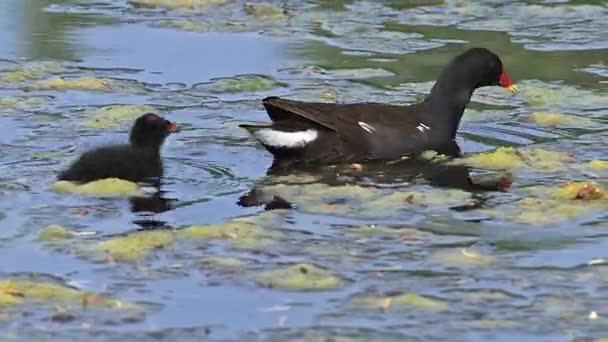 Moorhens communs mangeant des insectes — Video