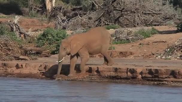 Group of drinking water African Elephants — Stock Video