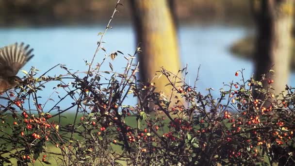 Mirlo, turdus merula, Hembra en vuelo cerca de un Cotoneaster, Normandía, cámara lenta — Vídeos de Stock