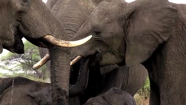 Grupo de agua potable Elefantes africanos — Vídeo de stock