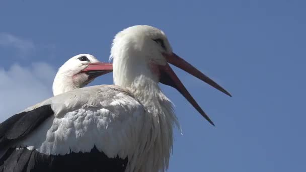 Pár fehér gólya fészek állva — Stock videók