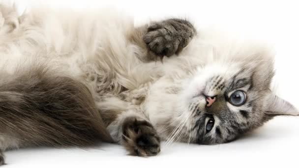 Сибирский домашний кот — стоковое видео