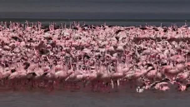 Petit flamant rose, phoenicopterus minor, Déménagement en groupe dans l'eau, Colonie au lac Bogoria au Kenya, en temps réel — Video