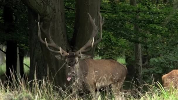 Ciervos rojos en el bosque — Vídeo de stock