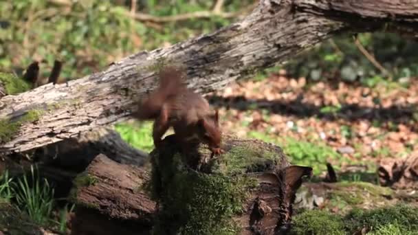 Ardilla roja, sciurus vulgaris, Adulto encontrando avellana en el tocón del árbol y alejándose, Normandía en Francia, en tiempo real — Vídeos de Stock