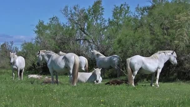 Wilde Camargue-Pferde — Stockvideo