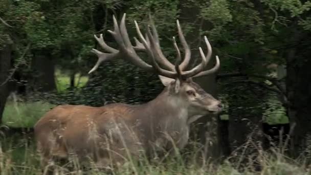 Red Deer in forest — Stock Video