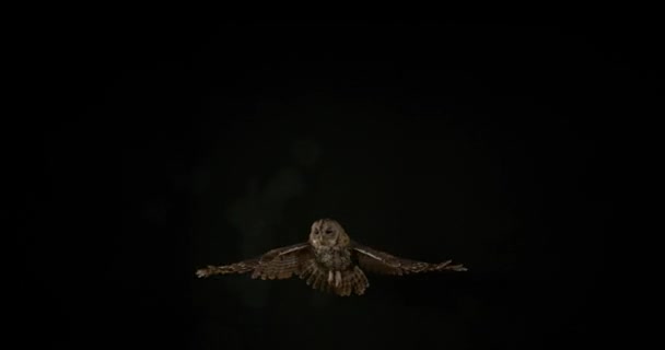 Eurasian Tawny Owl — Stock Video