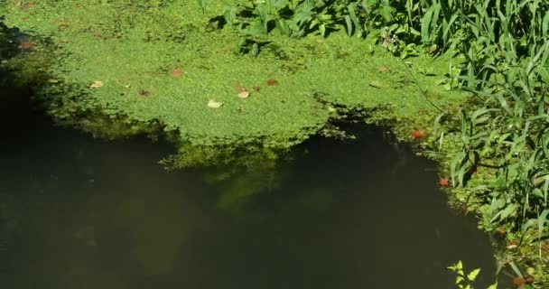 Río con plantas acuáticas — Vídeos de Stock