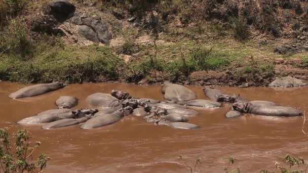 Hippopotamuses спати в річку — стокове відео