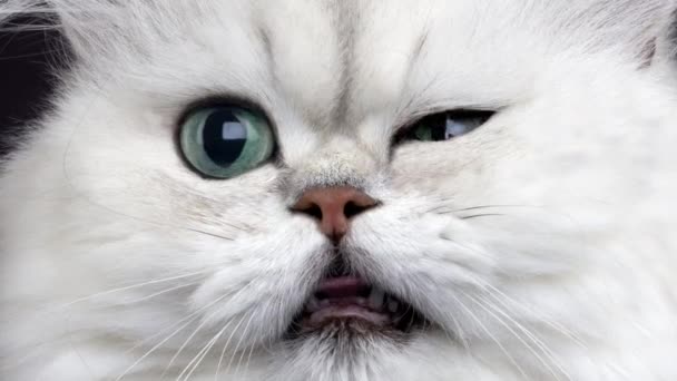 Gatto Persiano Chinchilla Video Stock Slowmotiongli 128973402