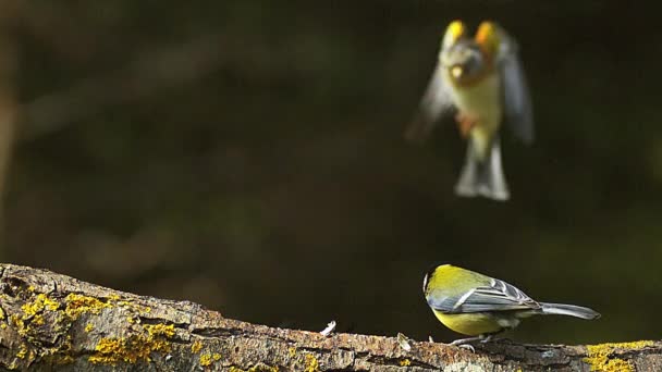 Koolmees, parus major, mannetje op gebied van met voedsel in zijn snavel, keep Landing, fringilla montifringilla, Normandië, langzame motie — Stockvideo