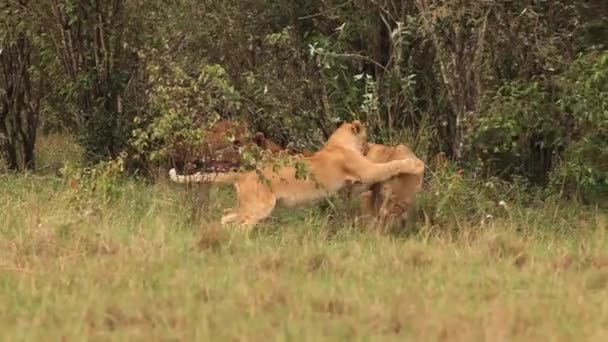 Afrikai oroszlánok, kölykök játék-