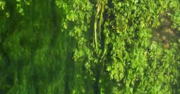 Río con plantas acuáticas — Vídeo de stock