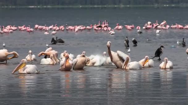 Grote witte pelikanen — Stockvideo