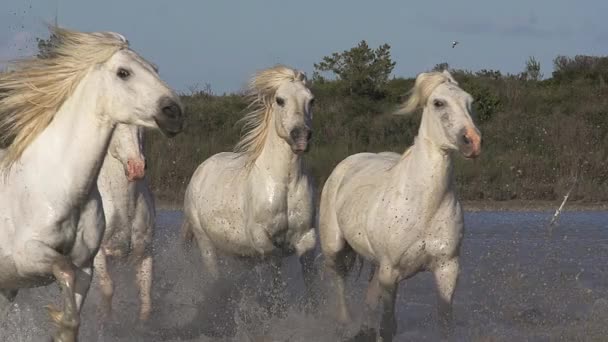 volně běžící koně Camargue