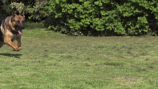 スローモーションの芝生の上を実行している国内のドイツの羊飼いの犬の犬は、女性 — ストック動画
