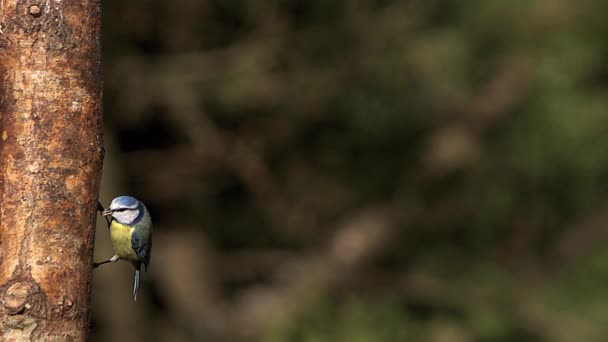 Blue Tit, parus caeruleus, Adulto despegando del tronco del árbol, Volando con comida en su pico, cámara lenta — Vídeos de Stock