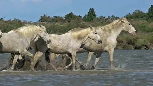 Selvagem correndo Camargue Cavalos — Vídeo de Stock