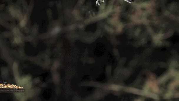 Koňadra (parus major), pro dospělé za letu, přistání na koryta, Normandie, zpomalené — Stock video