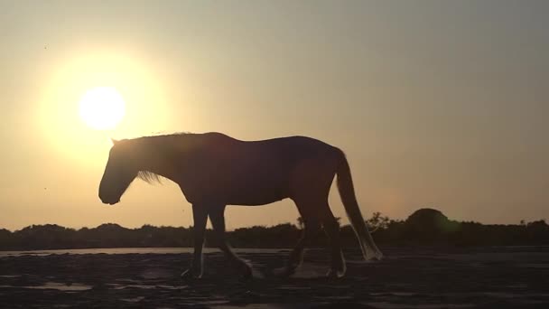 Silhouette eines Camargue-Pferdes bei Sonnenaufgang — Stockvideo