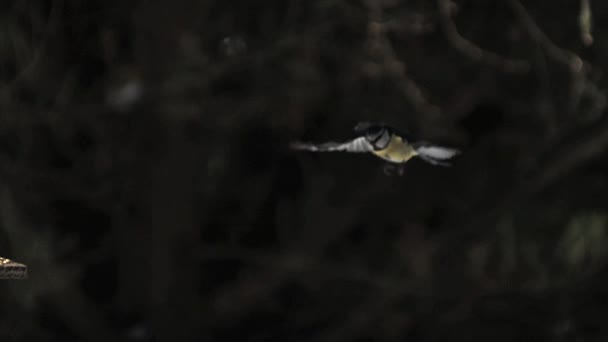 Γαλαζοπαπαδίτσα, parus caeruleus, ενήλικας σε πτήση, Νορμανδία, αργή κίνηση — Αρχείο Βίντεο