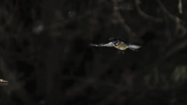 Kék cinege, parus caeruleus, felnőtt, a repülés, Normandia, lassú mozgás — Stock videók