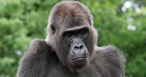 Östlicher Flachlandgorilla — Stockvideo