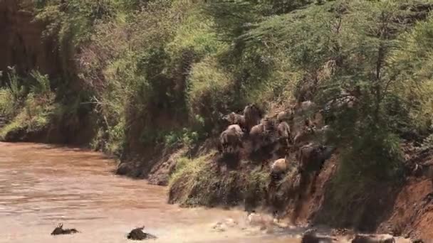 Blauwe gnoe, connochaetes taurinus, kudde kruising Mara rivier tijdens de migratie, Masai Mara Park in Kenia, real-time — Stockvideo