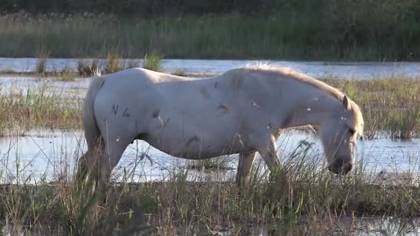 Cheval Camargue sauvage 