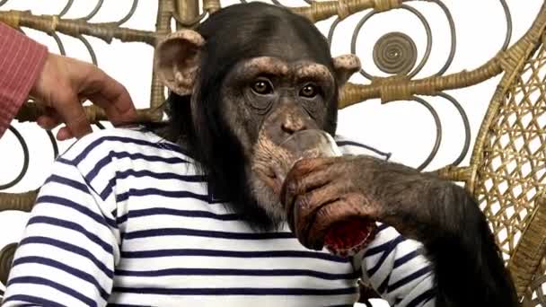 Chimpanzee in kleding van de Man — Stockvideo