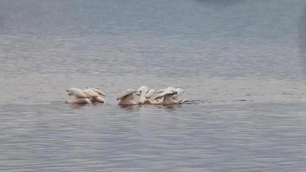 Grands pélicans blancs Pêche — Video