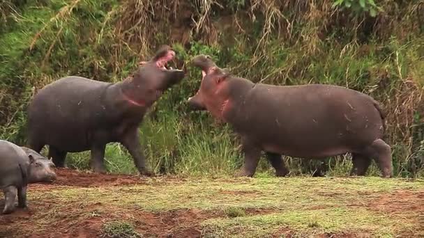 Hipopotamy, osoby dorosłe z otwarcia Mouthes — Wideo stockowe